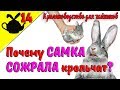 ПОЧЕМУ КРОЛЬЧИХА СОЖРАЛА КРОЛЬЧАТ? / Кролиководство для чайников 14