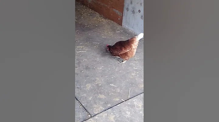 Chicoletta eats a mouse.