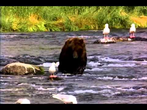 Man eaten by bear! SICK remix!