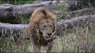 Safari \& Zanzibar (Tanzania, Africa)