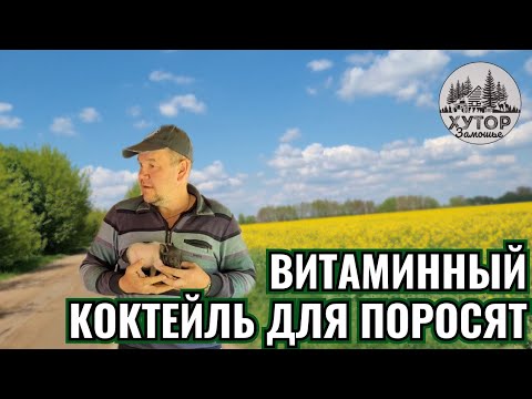 видео: ХРЮША ПРОТИВ ХОЗЯИНА, КТО ПОБЕДИТ В БИТВЕ ЗА ПОРОСЯТ. ВИТАМИННЫЙ КОКТЕЙЛЬ ДЛЯ МАЛЫШЕЙ.