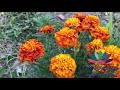 My gorgeous marigold flower plant by seeds from internet