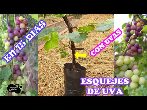 Video: ¿Cómo cultivar uvas a partir de esquejes en casa?