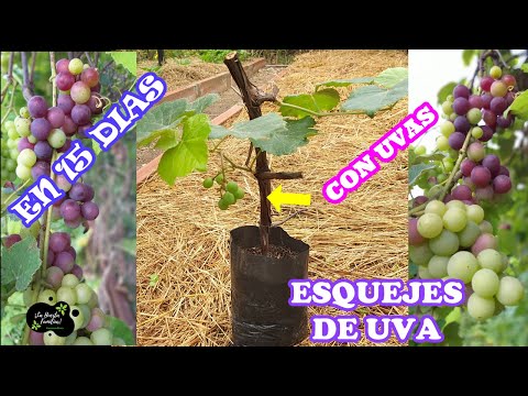 Video: Trasplante De Uvas En Otoño: Cómo Y Cuándo Realizarlo, Es Posible, Especialmente Para Diferentes Tipos