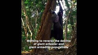 The Rider Of The Giant Armadillo Traditional Knowledge Meets Conservation Science In Guyana