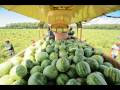 Hales Farms - Watermelons
