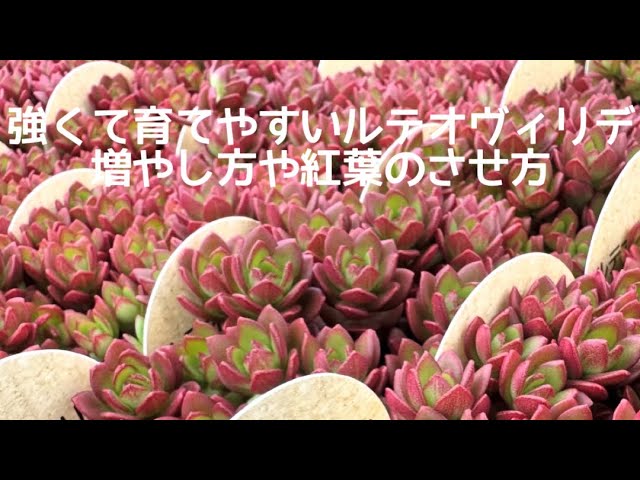 セダム属恋心 - YouTube
