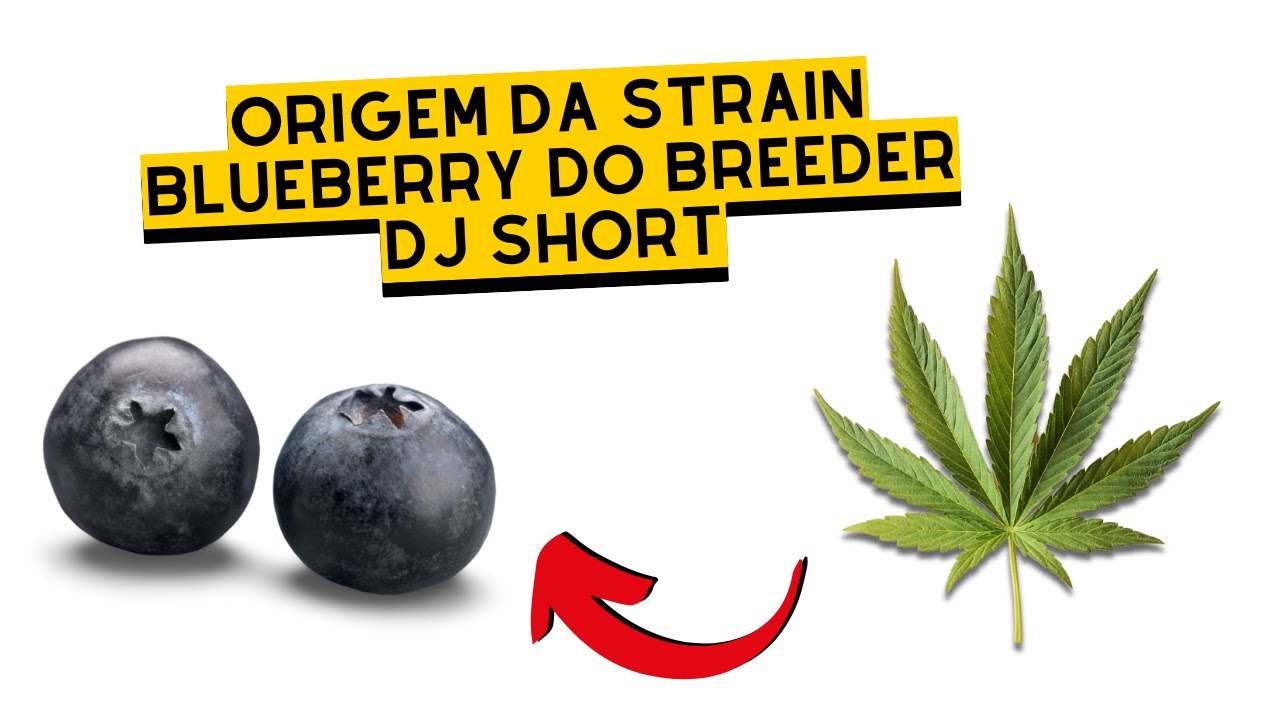 STRAIN de CANNABIS de BLUEBERRY: a origem