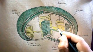 How TO Draw Chloroplast Step By Step/Plastid Drawing/For Science Project