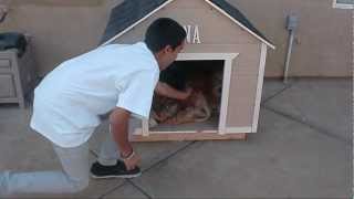 How To Build A Large Dog House.