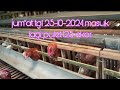 jum"at tgl 25-10-2024 masuk lagi pulet 125 ekor