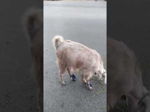 طالع اركب عربية عادي اللي مستنيني عالطريق