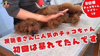 【必見】噛み犬トリミングでお利口になったトイプードル今は常連さん