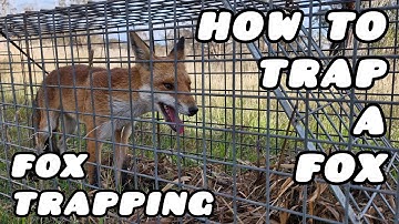 HOW TO TRAP A FOX || Good Cam Hunting || FOX TRAPPING || FOX HUNTING AUSTRALIA