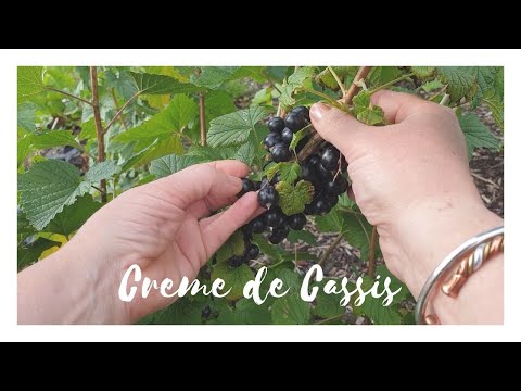 My Creme de Cassis Recipe (aka Homemade Blackcurrant Liqueur!)