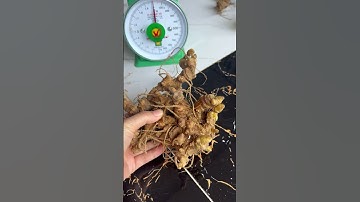 1 củ sâm rừng quá víp nặng 3 lạng giá 3xx thôi ạ mời các bác siêu tầm gọi 0377965679 e Nguyệt nhé