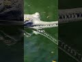 What's Killing INDIA'S Most Endangered Reptile the Gharial?