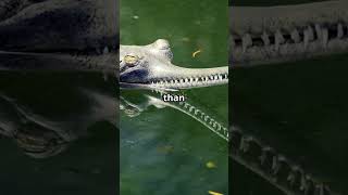 What's Killing INDIA'S Most Endangered Reptile the Gharial?