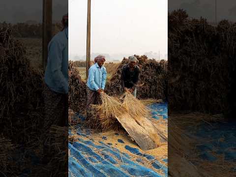 Paddy Threshing by Beating #shorts
