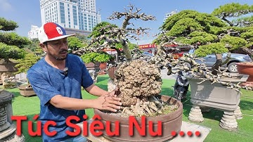 GIAN HÀNG THƯƠNG MẠI THANH SƠN GARDEN. TẠI TRIỂN LÃM PHÚ THỌ. SĐT: 0909545444