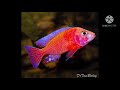 Top 10 des plus beaux poissons deau douce