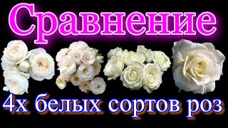 Сравнение четырёх сортов роз. Артемис, Буке Парфэ, Белый Шоколад, Маруся.