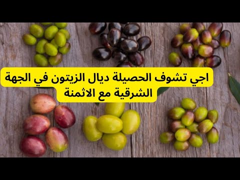 اجي تشوف الزيتون كدير في المنطقة الشرقية مع الاثمنة وبداية جني المحصول
