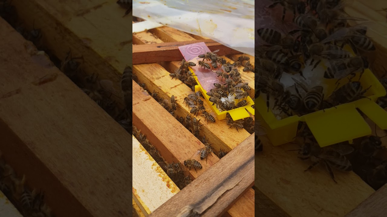 eliberare matcă nouă