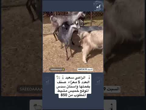 5 معزاء لتواصل 0558339677