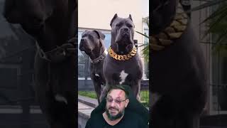 Cane corso e orelhas @descubra1minuto