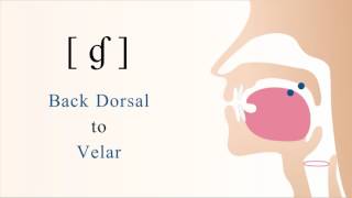 [ ɠ ] voiced dorsal velar implosive stop