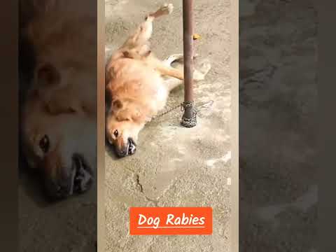 Video: Apakah anjing gunung cur digugurkan?