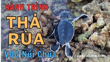 Hành trình thả rùa con về biển của Gia Đình Em Yêu Thiên Nhiên Việt Nam. Cứu hộ và thả rùa biển