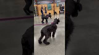 Giant Schnauzer Madness @protectiondogsalesPDS  Protection Training Puppies