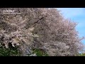 ・埼玉 権現堂堤の桜 花の名所案内