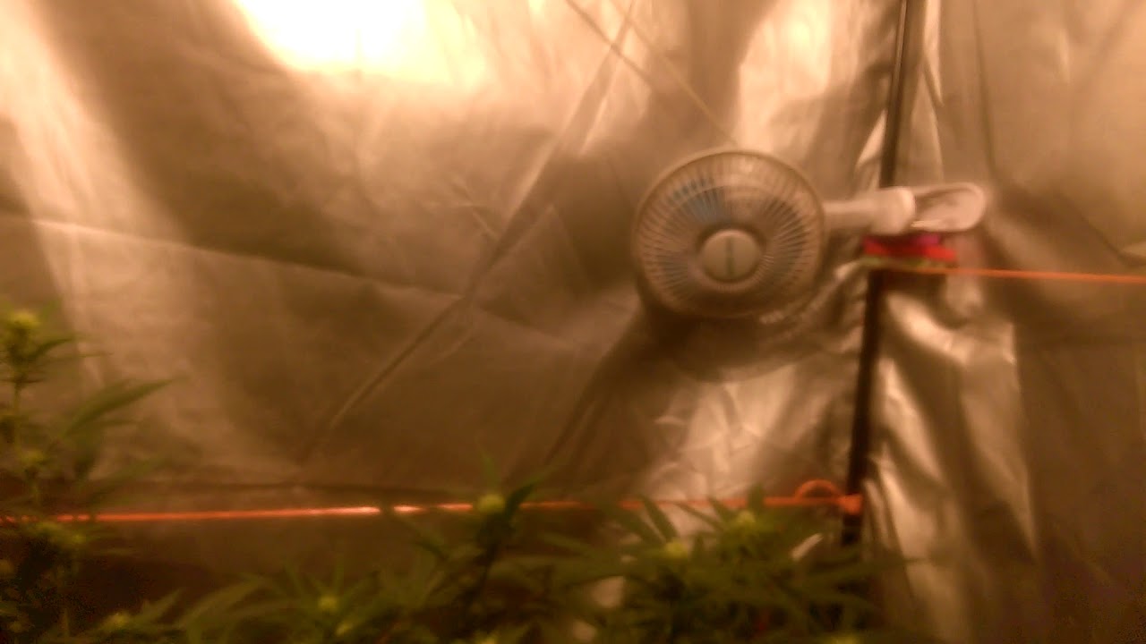 Cultivo interior vqtqv patrocinado por Thgrow.com testeo lec philips 315w y kaya solutions