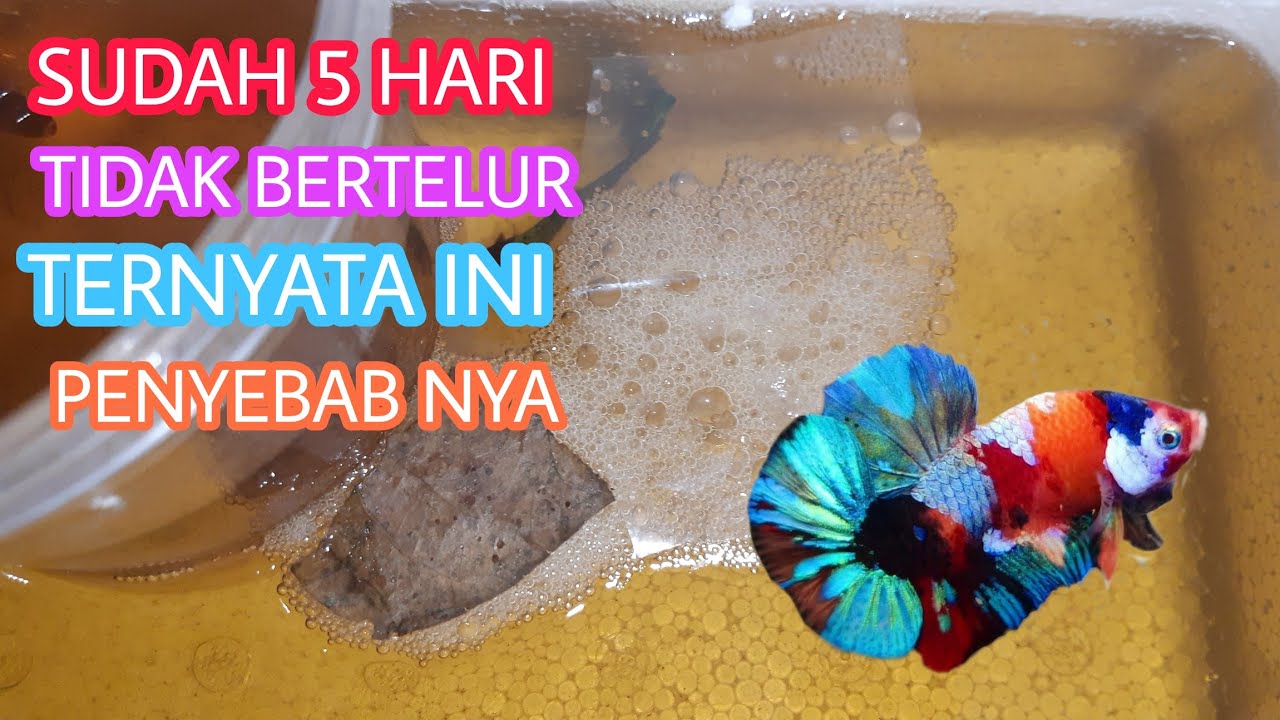 PENYEBAB KENAPA IKAN CUPANG TIDAK BERTELUR
