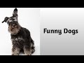 Funny dogs cute dogs animals kutha or billi