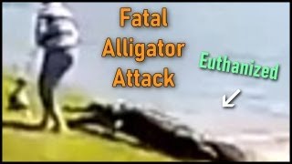 Why Alligators That Kill Must Be Euthanized