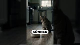 Katzen brauchen Feuchte #katzenfutter #katzenpflege #katzenliebe