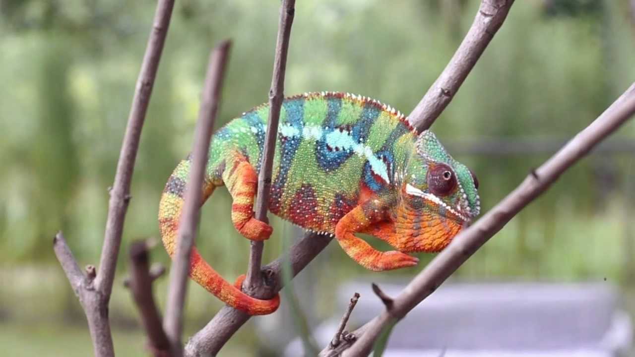 How do chameleons and other creatures change colour
