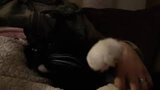 White Socks Fluffy gets a super relaxing soft massage😻😻 screenshot 2