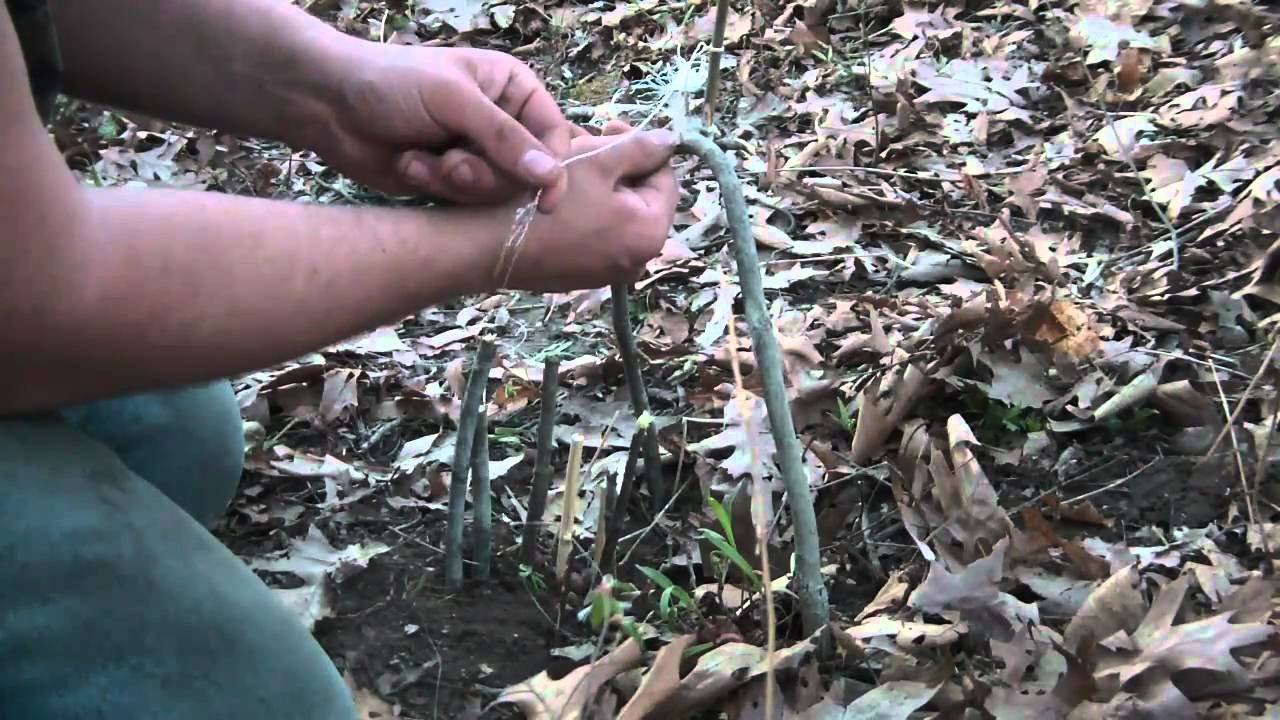 How do you build a squirrel trap?