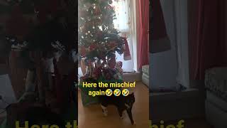 Its Milo Mischief Again