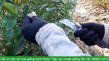 Ghép nhân giống cây bưởi Ruby Thái Lan - chuẩn giống bưởi Ruby Tabtim Siam - Liên hệ: 0869214270