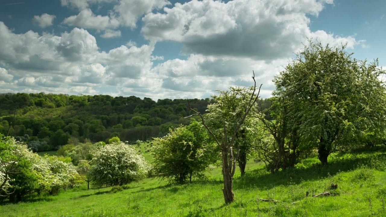 Baltizar Apricot Farming