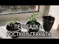 Гранаты из косточки пересадка ростков граната