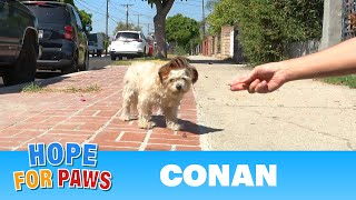 Conan lived on the street and wouldn't surrender to me until I offered him a cheeseburger.