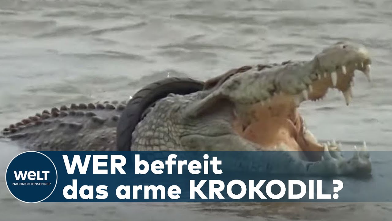 REIFEN-REPTIL: Trotz Belohnung - Keiner will dieses Krokodil von seinem "Halsschmuck" befreien REIFEN-REPTIL: Trotz Belohnung - Keiner will dieses Krokodil von seinem "Halsschmuck" befreien