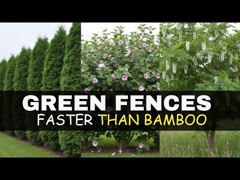13 Green Fences That Grow Faster Than Bamboo (And Are Legal) thumbnail